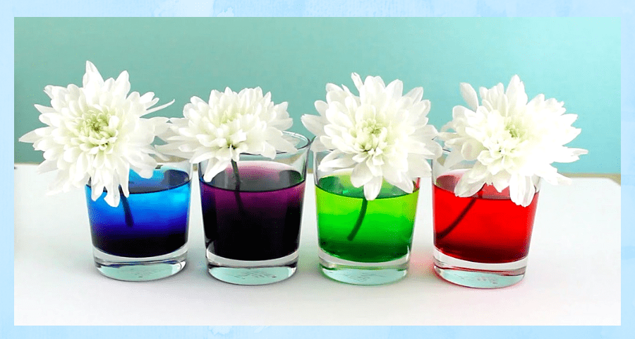 flores de colores experimento